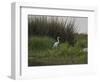 Great White Heron (Ardea Alba), Okavango Delta, Ngamiland, Botswana-null-Framed Photographic Print