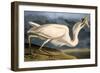 Great White Heron from "Birds of America"-John James Audubon-Framed Giclee Print