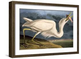 Great White Heron from "Birds of America"-John James Audubon-Framed Giclee Print