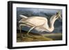 Great White Heron from "Birds of America"-John James Audubon-Framed Giclee Print