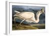 Great White Heron from "Birds of America"-John James Audubon-Framed Giclee Print