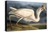 Great White Heron from "Birds of America"-John James Audubon-Stretched Canvas