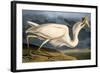 Great White Heron from "Birds of America"-John James Audubon-Framed Giclee Print