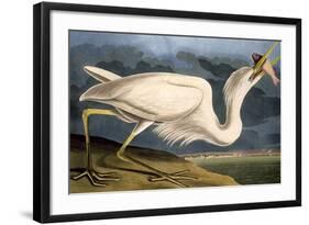 Great White Heron from "Birds of America"-John James Audubon-Framed Giclee Print