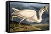 Great White Heron from "Birds of America"-John James Audubon-Framed Stretched Canvas