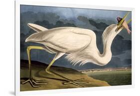 Great White Heron from "Birds of America"-John James Audubon-Framed Giclee Print