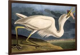 Great White Heron from "Birds of America"-John James Audubon-Framed Giclee Print