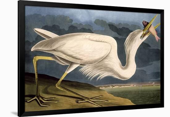 Great White Heron from "Birds of America"-John James Audubon-Framed Giclee Print