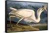 Great White Heron from "Birds of America"-John James Audubon-Framed Stretched Canvas