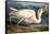 Great White Heron from "Birds of America"-John James Audubon-Framed Stretched Canvas