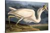 Great White Heron from "Birds of America"-John James Audubon-Stretched Canvas