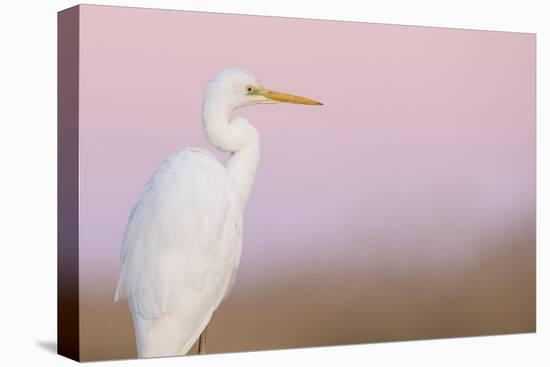 Great White Heron - Majestic-Staffan Widstrand-Stretched Canvas