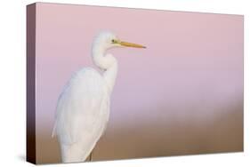 Great White Heron - Majestic-Staffan Widstrand-Stretched Canvas