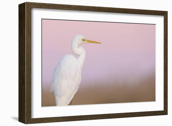 Great White Heron - Majestic-Staffan Widstrand-Framed Giclee Print