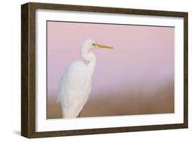 Great White Heron - Majestic-Staffan Widstrand-Framed Giclee Print