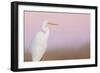 Great White Heron - Majestic-Staffan Widstrand-Framed Giclee Print