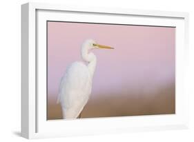 Great White Heron - Majestic-Staffan Widstrand-Framed Giclee Print