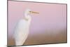 Great White Heron - Majestic-Staffan Widstrand-Mounted Giclee Print