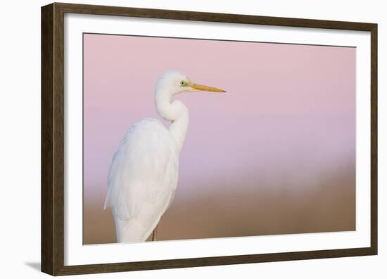 Great White Heron - Majestic-Staffan Widstrand-Framed Giclee Print