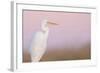 Great White Heron - Majestic-Staffan Widstrand-Framed Giclee Print