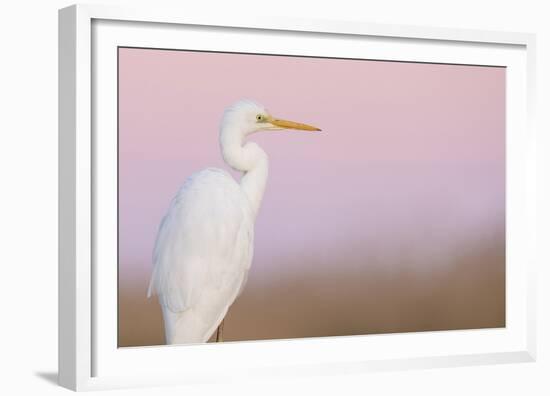 Great White Heron - Majestic-Staffan Widstrand-Framed Giclee Print