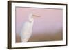 Great White Heron - Majestic-Staffan Widstrand-Framed Giclee Print