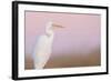 Great White Heron - Majestic-Staffan Widstrand-Framed Giclee Print