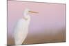 Great White Heron - Majestic-Staffan Widstrand-Mounted Giclee Print