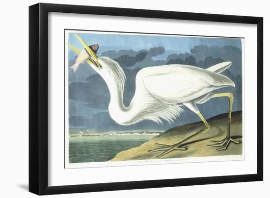 Great White Heron, Male Adult, Spring Plumage, 1835-John James Audubon-Framed Giclee Print