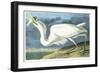 Great White Heron, Male Adult, Spring Plumage, 1835-John James Audubon-Framed Giclee Print