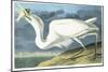 Great White Heron, Male Adult, Spring Plumage, 1835-John James Audubon-Mounted Giclee Print