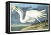 Great White Heron, Male Adult, Spring Plumage, 1835-John James Audubon-Framed Stretched Canvas