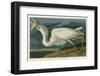 Great White Heron-John James Audubon-Framed Art Print