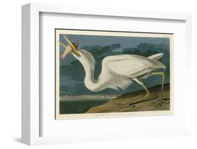 Great White Heron-John James Audubon-Framed Art Print