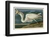 Great White Heron-John James Audubon-Framed Giclee Print