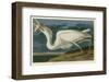 Great White Heron-John James Audubon-Framed Giclee Print