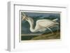 Great White Heron-John James Audubon-Framed Giclee Print