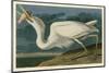 Great White Heron-John James Audubon-Mounted Giclee Print