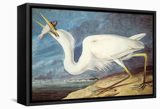 Great White Heron-John James Audubon-Framed Stretched Canvas