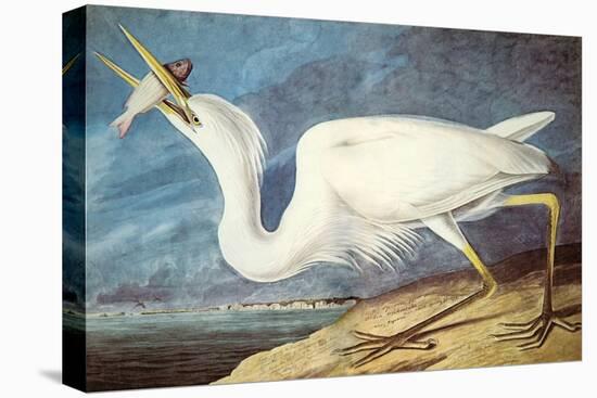 Great White Heron-John James Audubon-Stretched Canvas