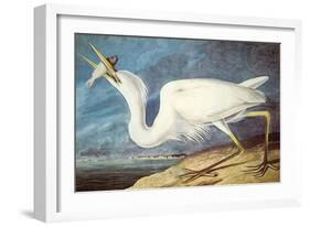 Great White Heron-John James Audubon-Framed Art Print