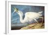 Great White Heron-John James Audubon-Framed Art Print