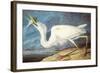 Great White Heron-John James Audubon-Framed Art Print