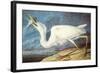 Great White Heron-John James Audubon-Framed Art Print