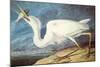 Great White Heron-John James Audubon-Mounted Art Print