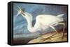 Great White Heron-John James Audubon-Framed Stretched Canvas