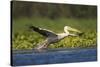 Great White Pelican Bird in the Danube Delta, Europe, Romania-Martin Zwick-Stretched Canvas