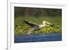 Great White Pelican Bird in the Danube Delta, Europe, Romania-Martin Zwick-Framed Photographic Print