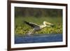 Great White Pelican Bird in the Danube Delta, Europe, Romania-Martin Zwick-Framed Photographic Print