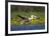 Great White Pelican Bird in the Danube Delta, Europe, Romania-Martin Zwick-Framed Photographic Print